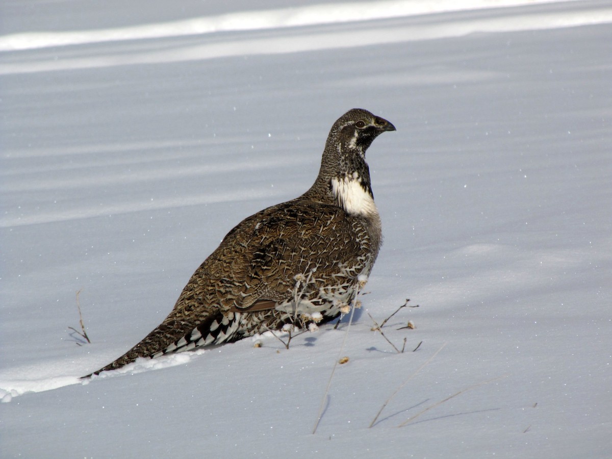 Greater Sage-Grouse - ML35247871