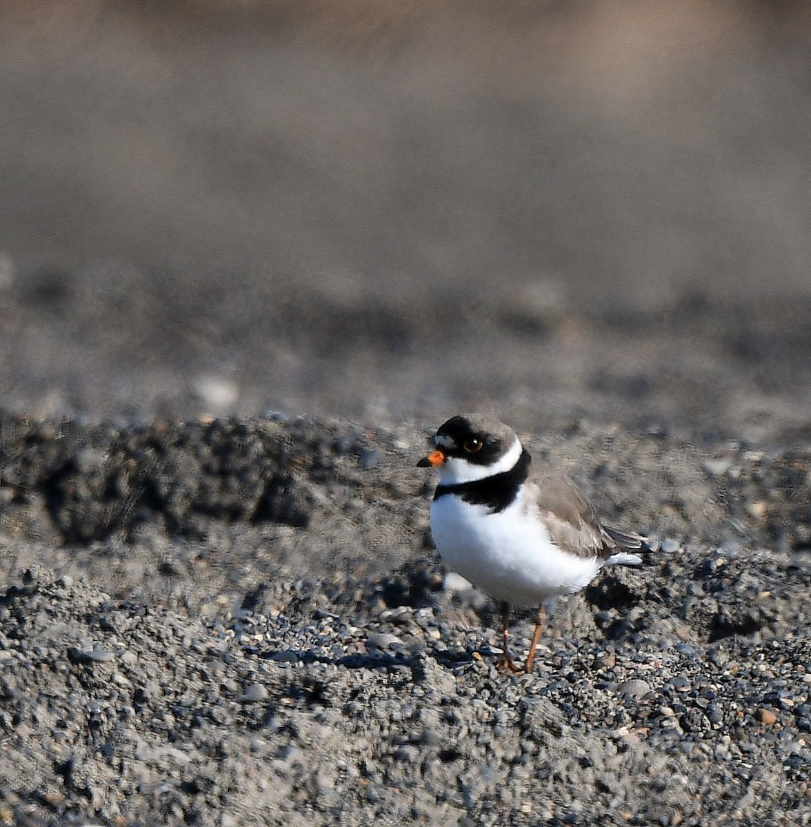 Semipalmated Plover - ML352488971
