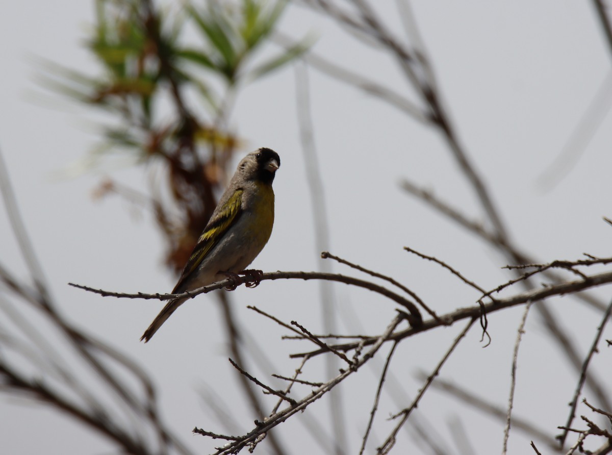 Lawrence's Goldfinch - Sally Veach