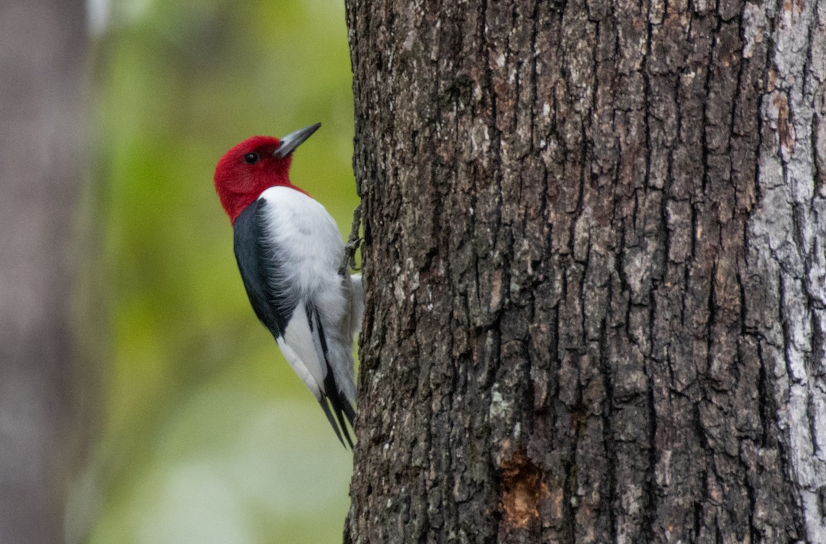 Red-headed Woodpecker - ML352489721