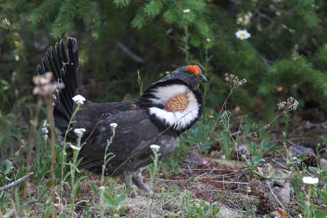 Sooty Grouse at Manning Park--Alpine meadows road by Dave Beeke
