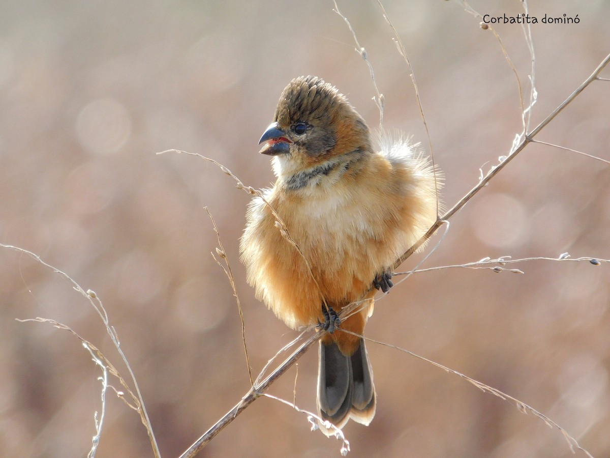 Rusty-collared Seedeater - ML352495851