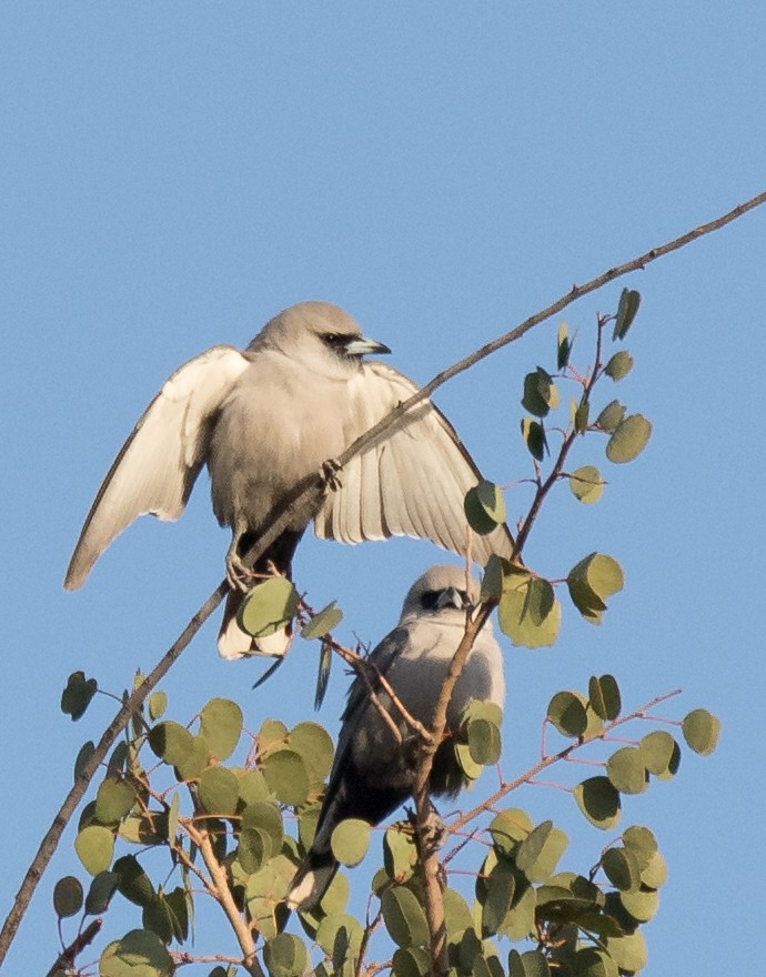 Black-faced Woodswallow (Black-vented) - ML352502911