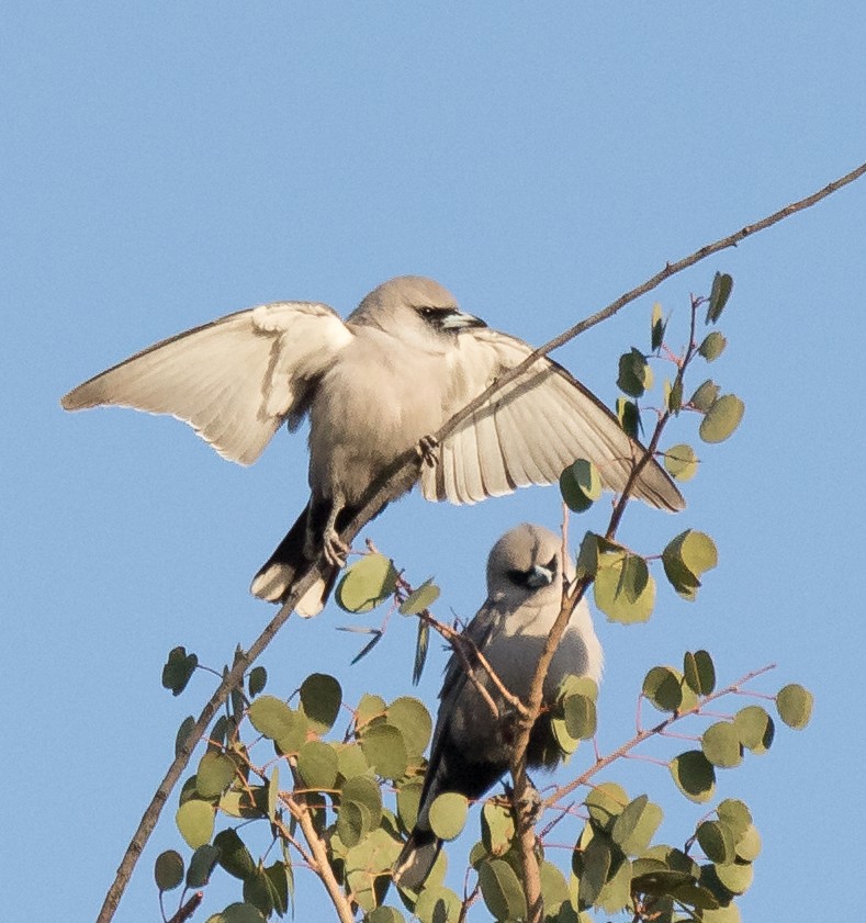 Black-faced Woodswallow (Black-vented) - ML352502921