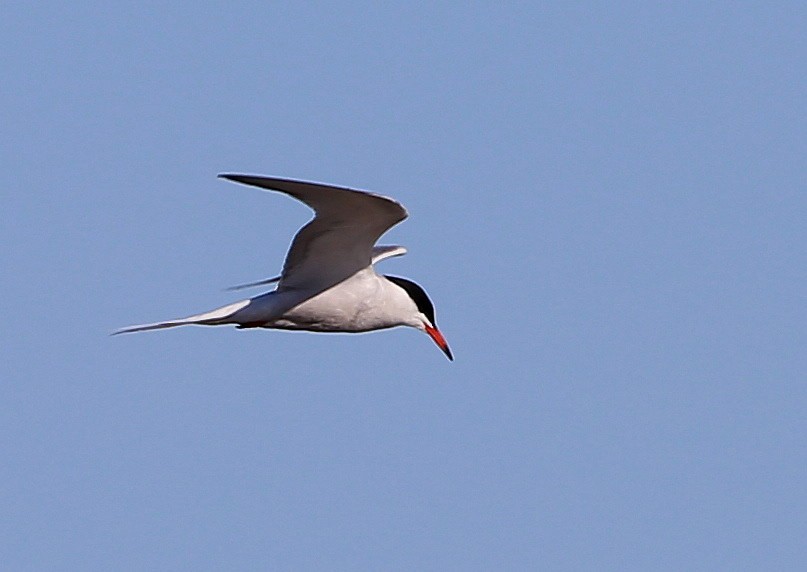 Common Tern - ML352504701