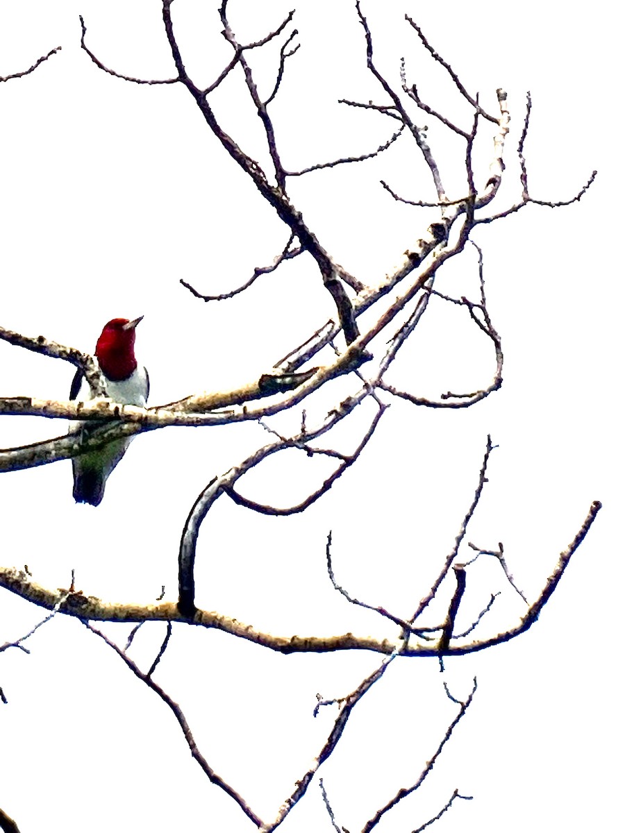 Red-headed Woodpecker - Bob Spencer