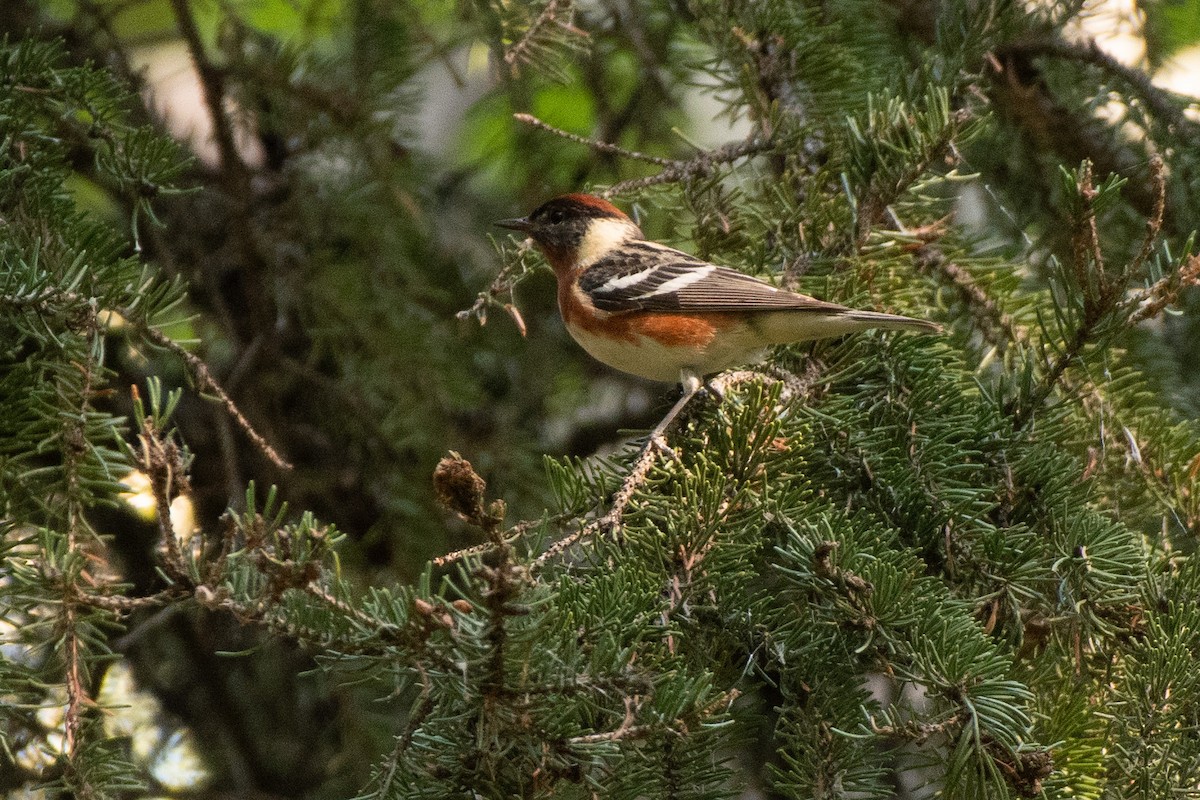 Bay-breasted Warbler - ML352522261