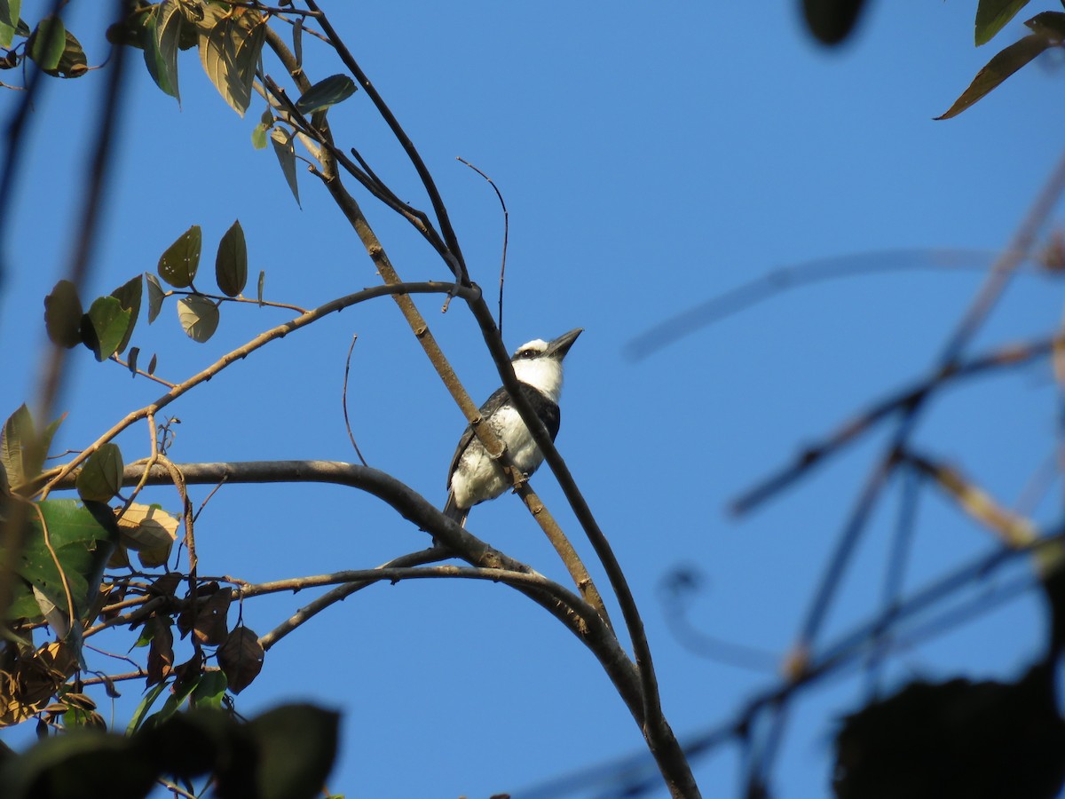 White-necked Puffbird - ML352528641