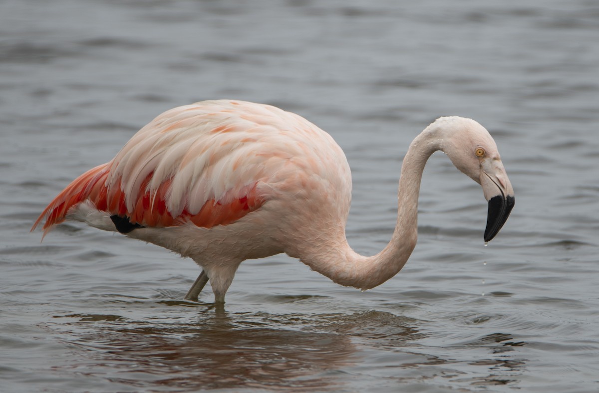 Chilean Flamingo - David F. Belmonte