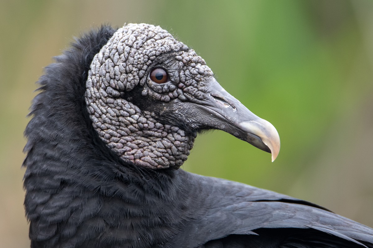 Black Vulture - David F. Belmonte