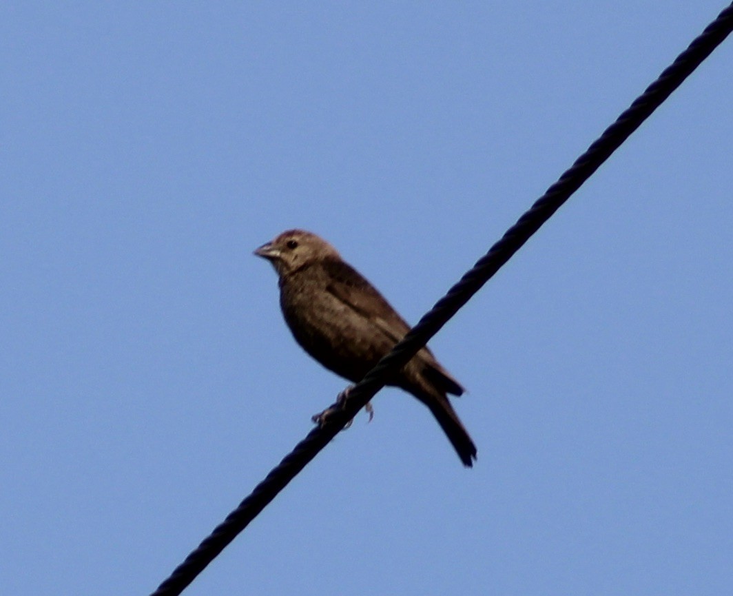 Brown-headed Cowbird - kim nordquest