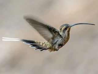 メキシコユミハチドリ - eBird
