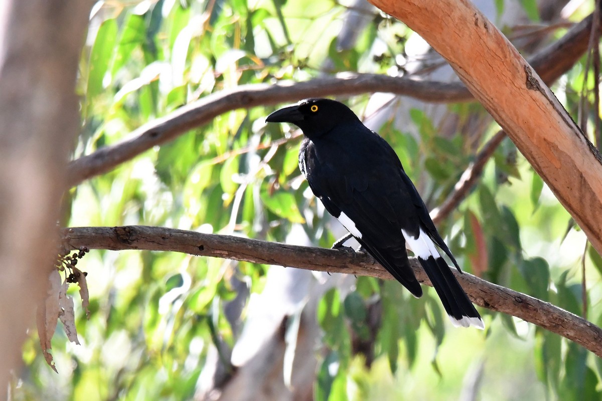 Pied Currawong - ML352538651