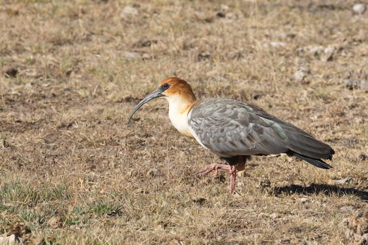 Andean Ibis - ML352539601