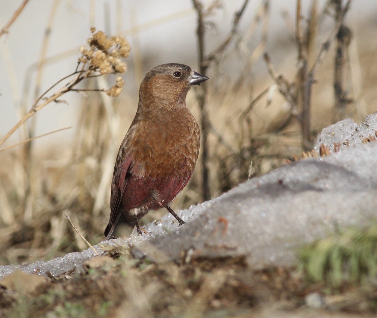 Brown-capped Rosy-Finch - ML352540251