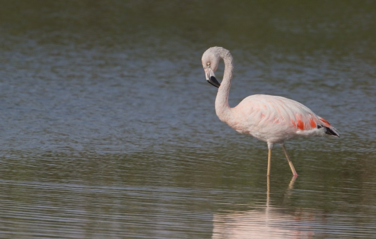Chilean Flamingo - ML352540291
