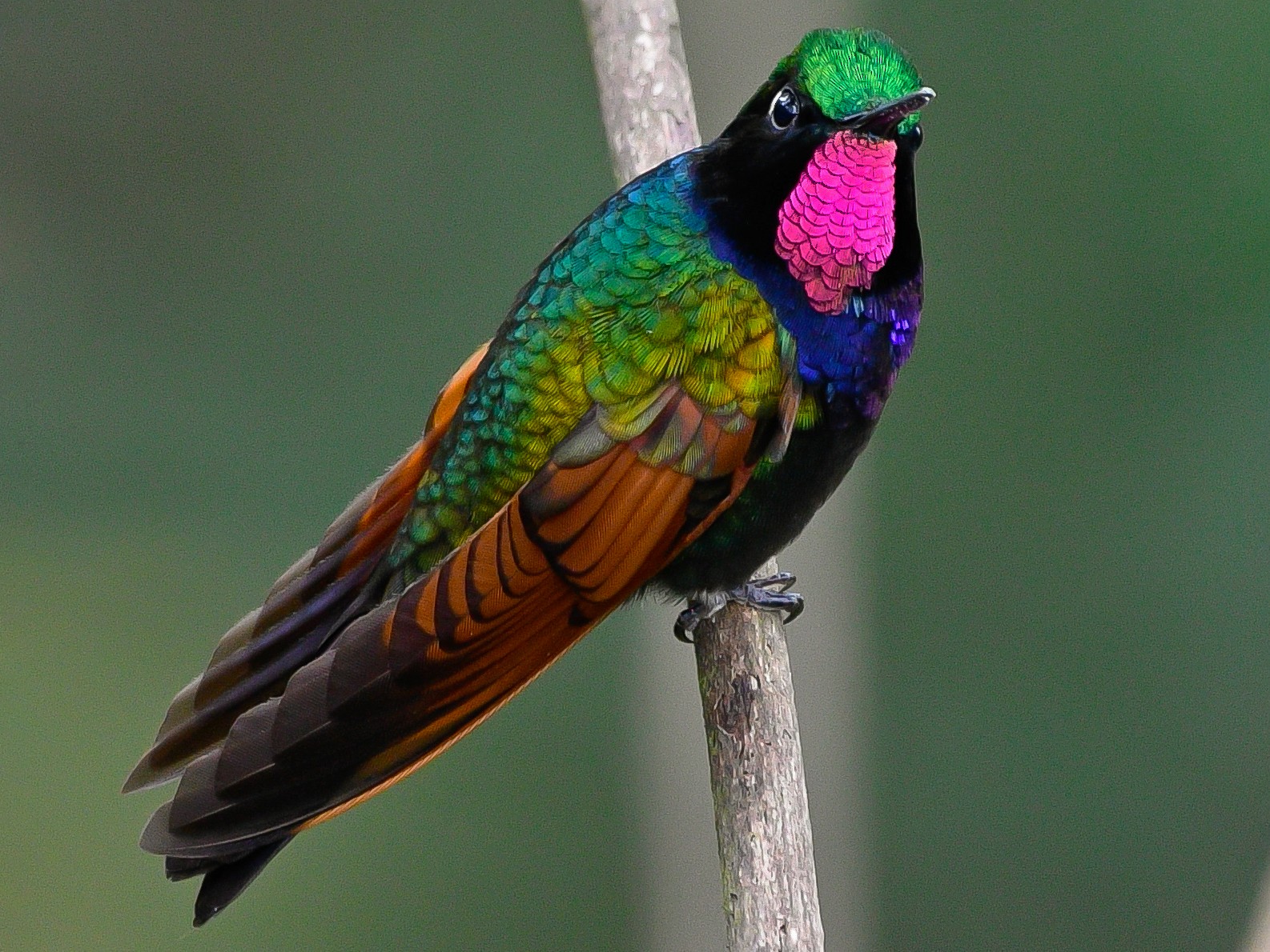 Garnet-throated Hummingbird - Maria Jose Lou