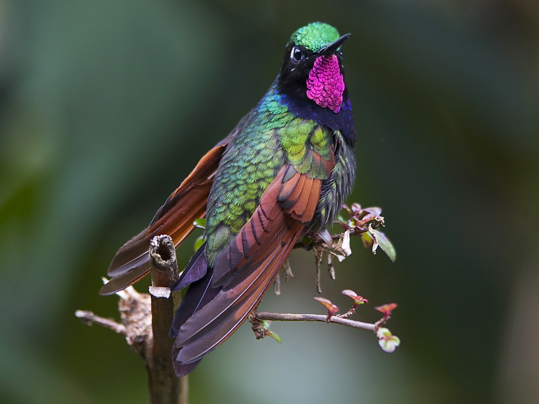 Garnet-throated Hummingbird - Marc FASOL