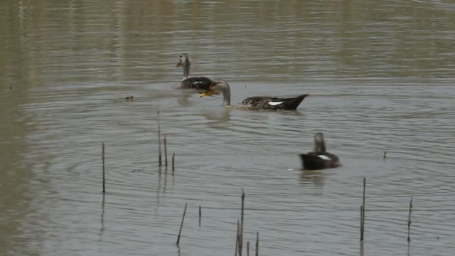 Indian Spot-billed Duck - ML352545011