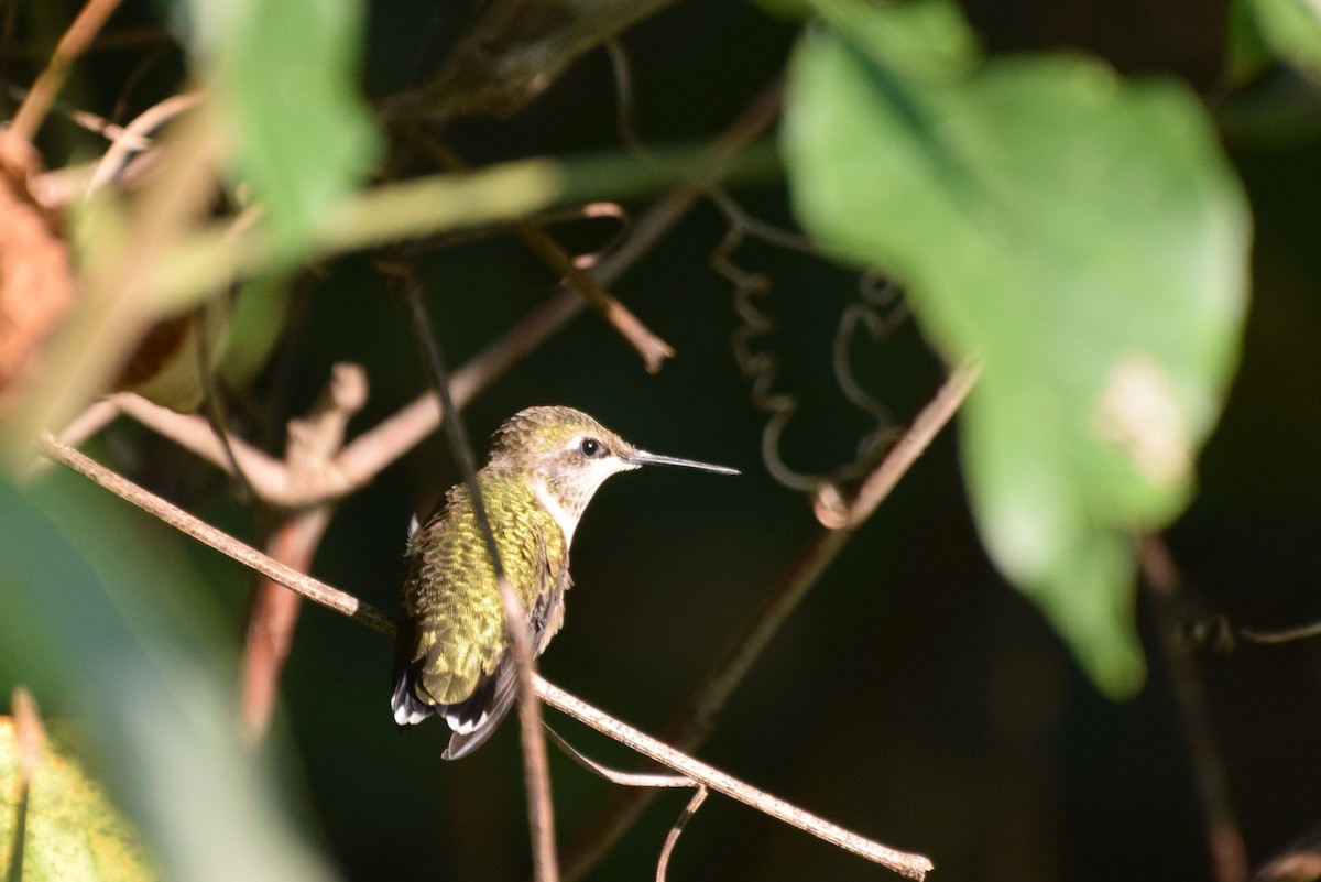 Ruby-throated Hummingbird - irina shulgina