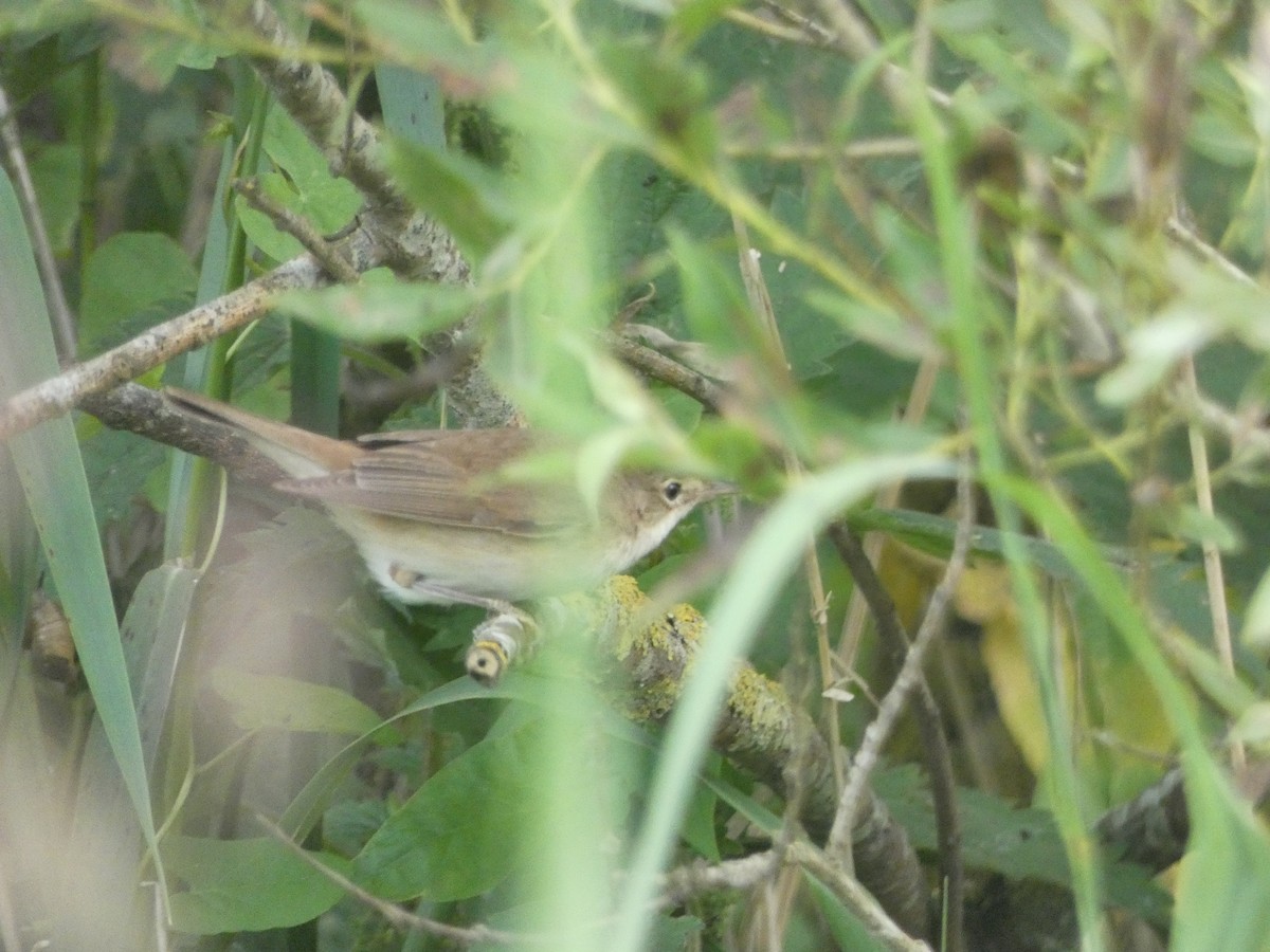 Common Reed Warbler - ML352550001