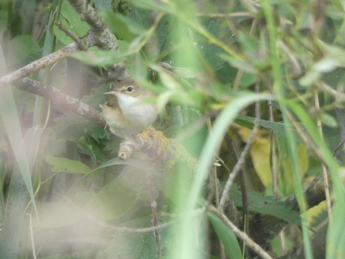Common Reed Warbler - ML352550021