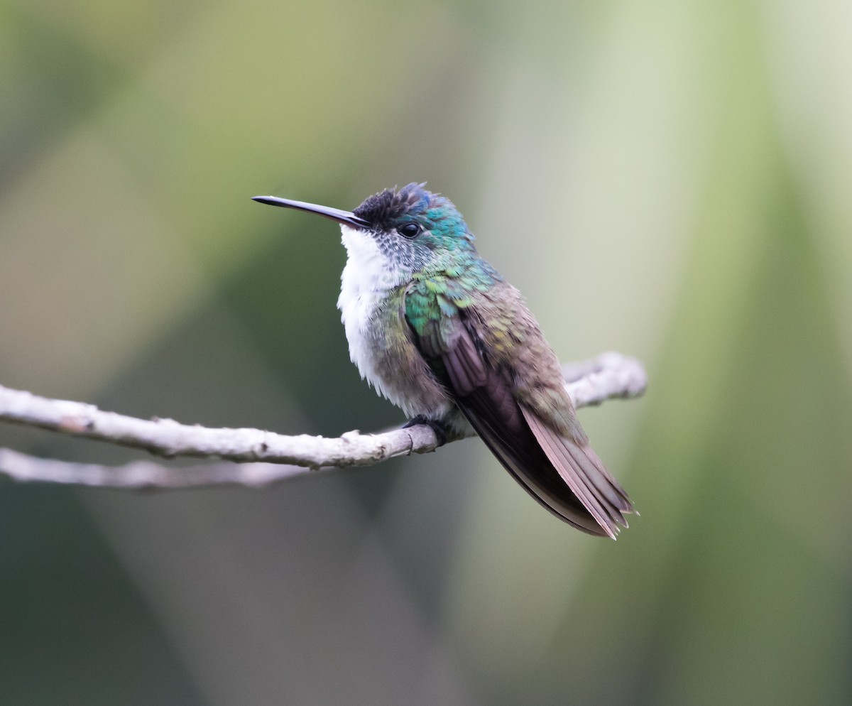Azure-crowned Hummingbird - ML352550941