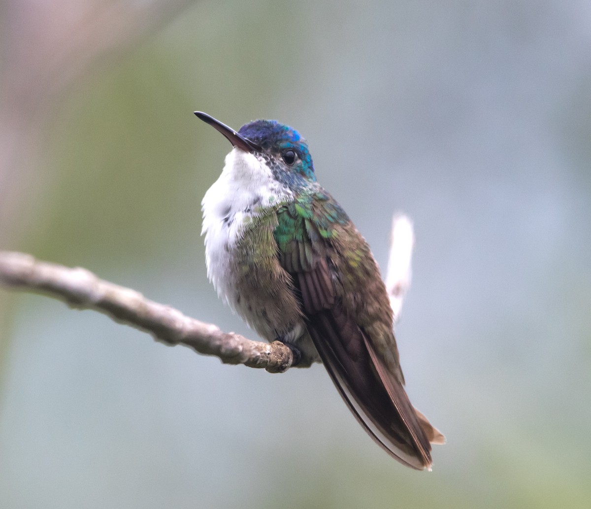 Azure-crowned Hummingbird - ML352550951