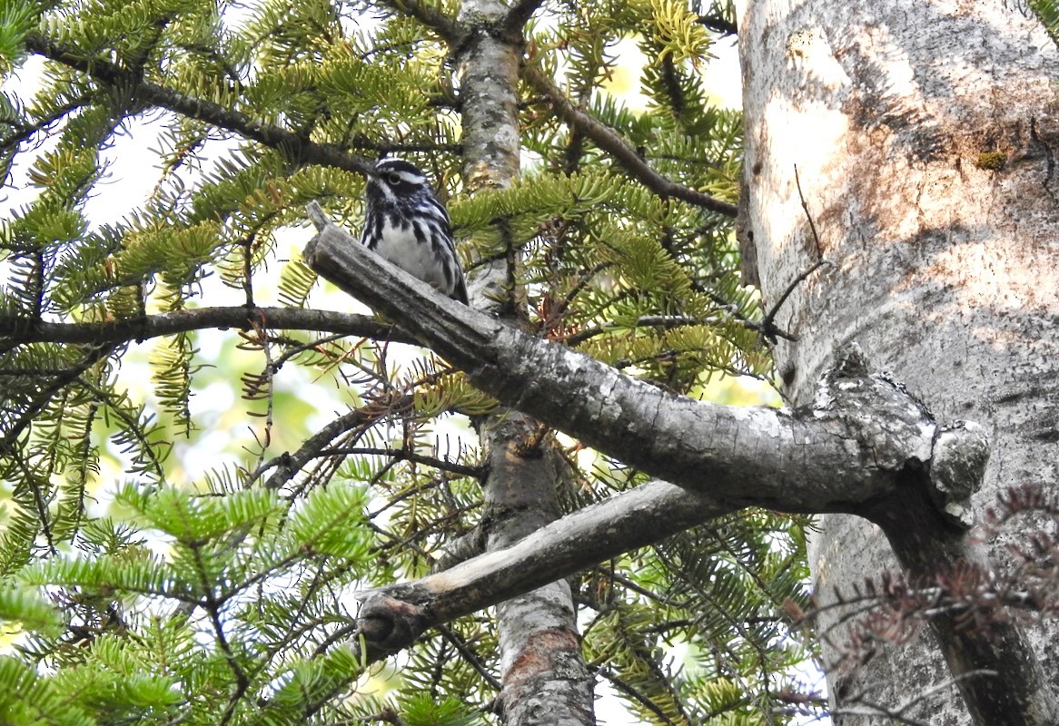 Black-and-white Warbler - ML352551051
