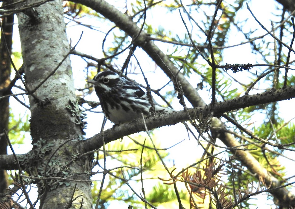 Black-and-white Warbler - ML352551061