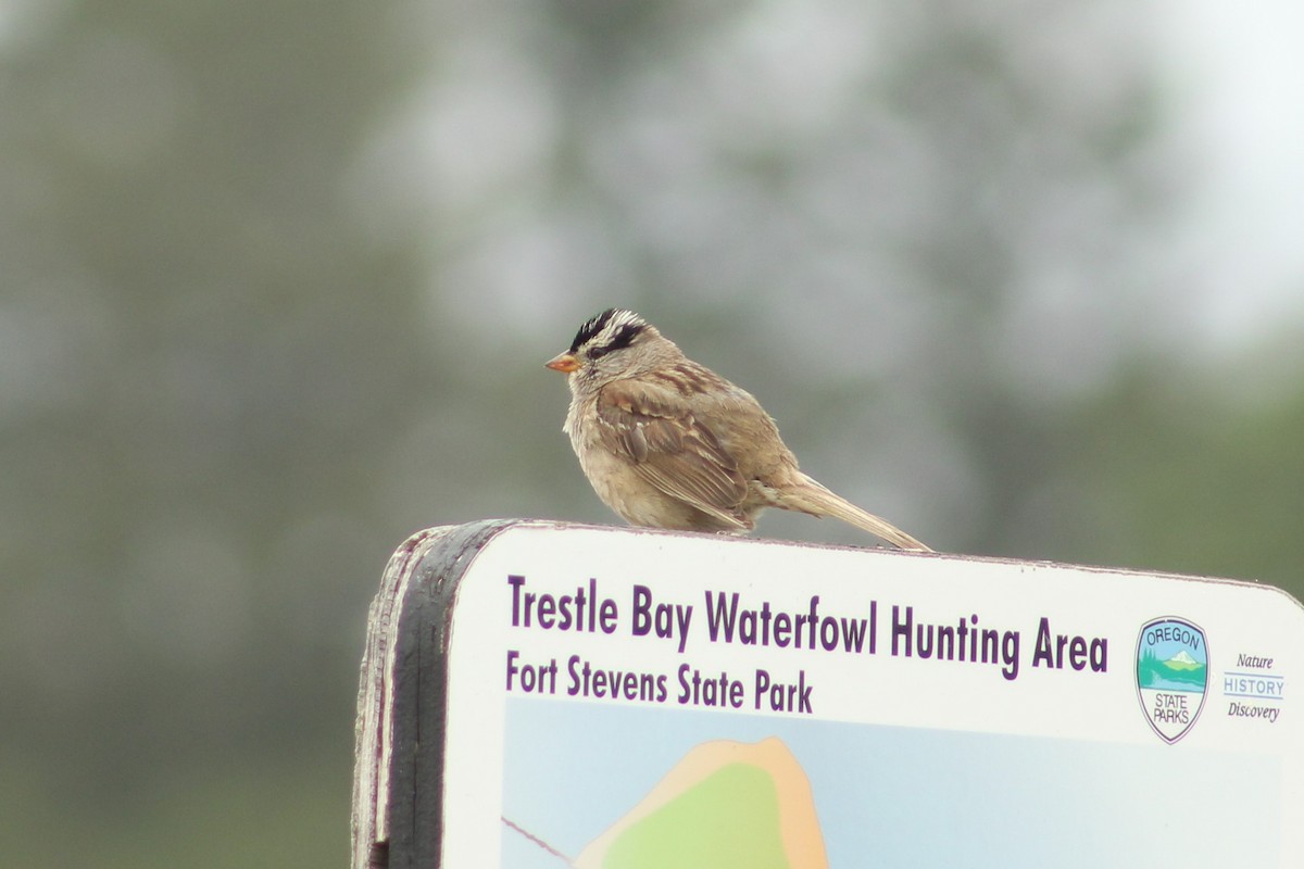 White-crowned Sparrow - ML352551321