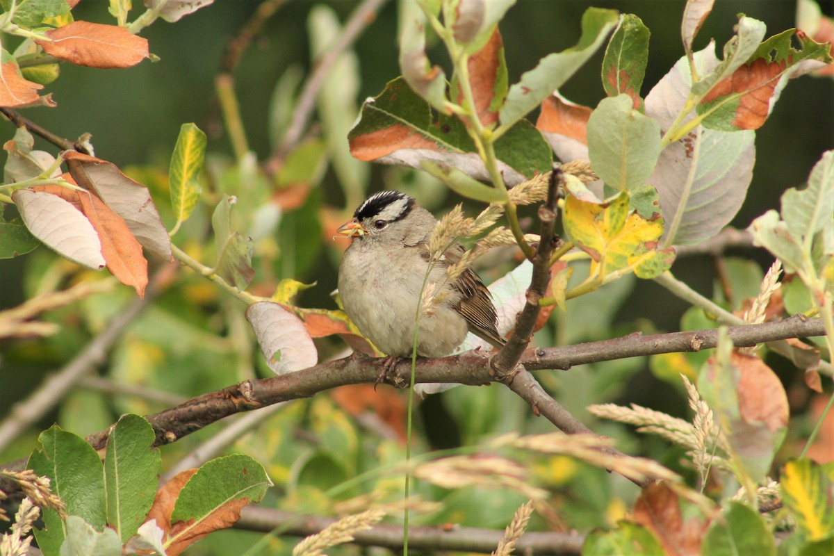 White-crowned Sparrow - ML352551341