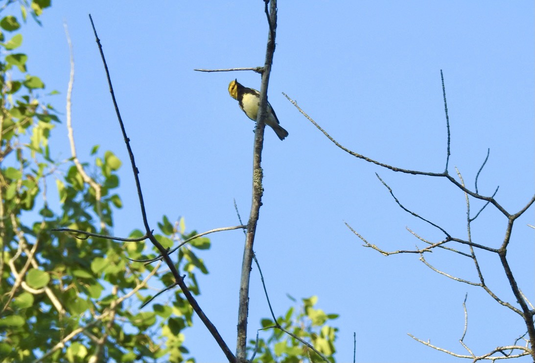 Black-throated Green Warbler - ML352551511