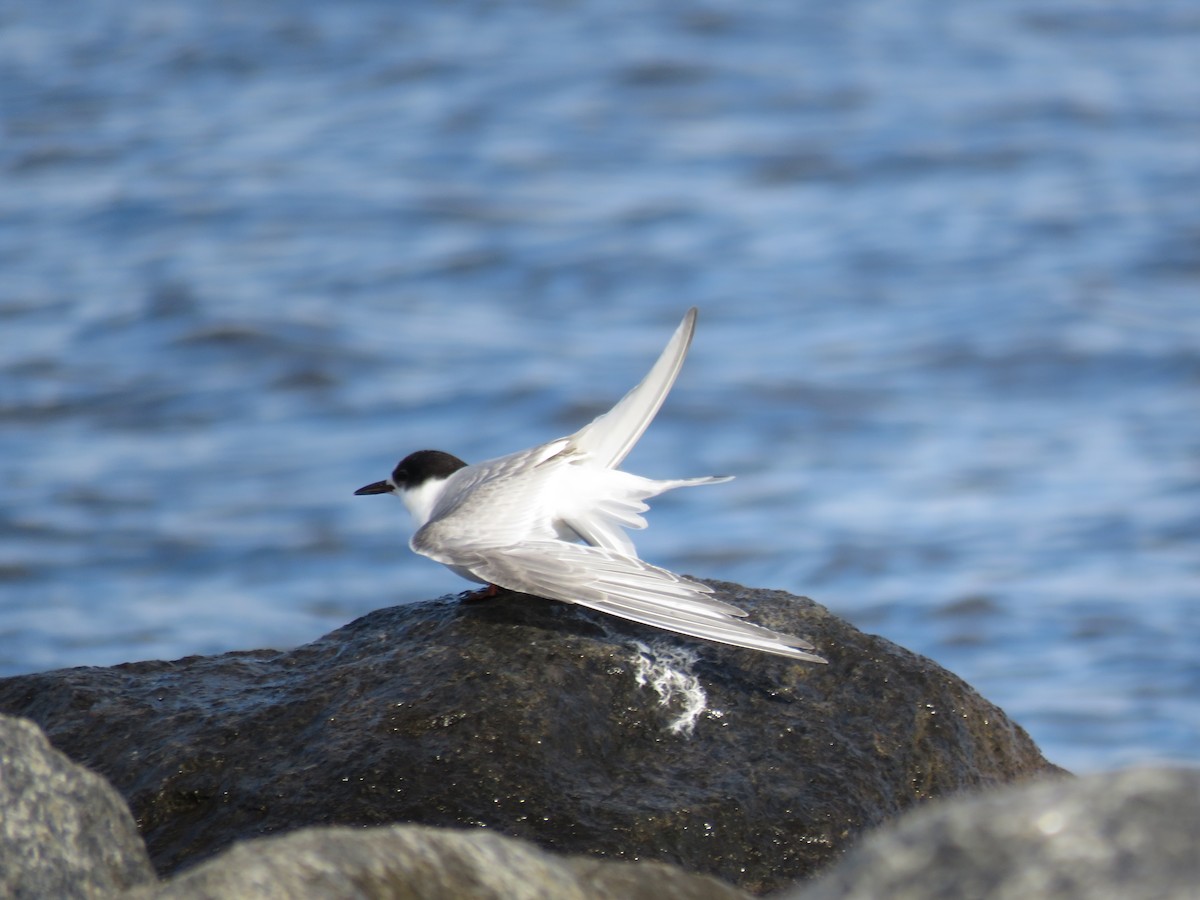 Arctic Tern - Germain Savard