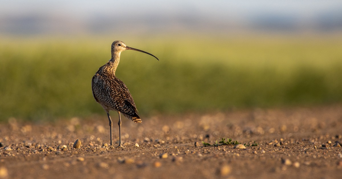 Long-billed Curlew - ML352565451