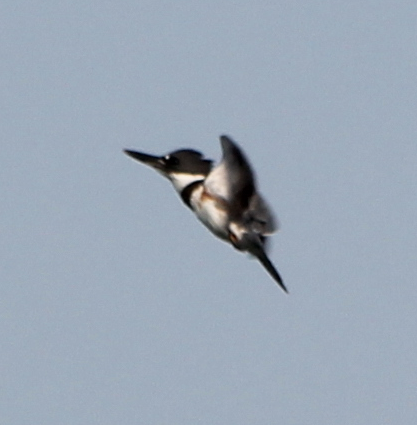 Belted Kingfisher - ML352570171