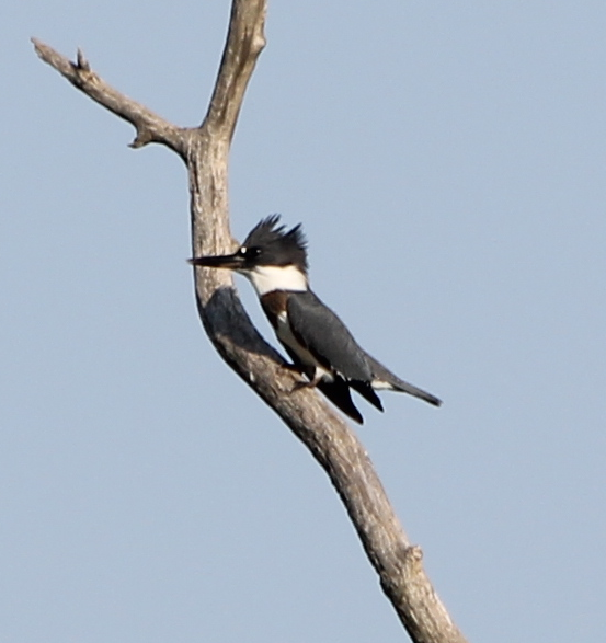 Belted Kingfisher - ML352570181
