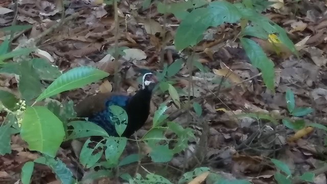 Palawan Peacock-Pheasant - ML352575931