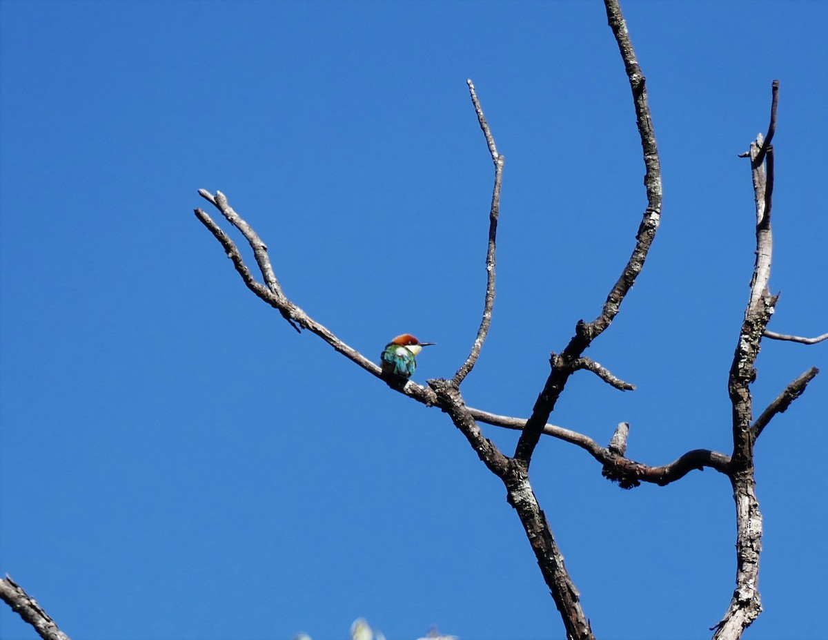 Chestnut-headed Bee-eater - Divy bhatt