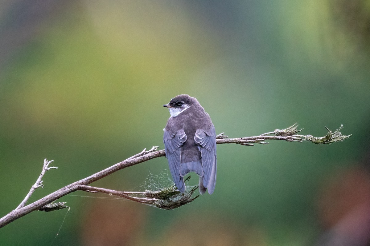Violet-green Swallow - ML352582431