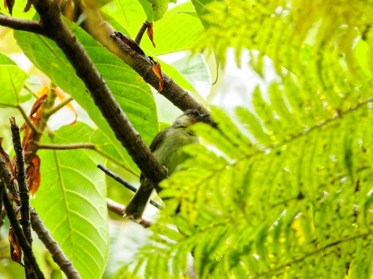Black-crowned Babbler - ML352585191