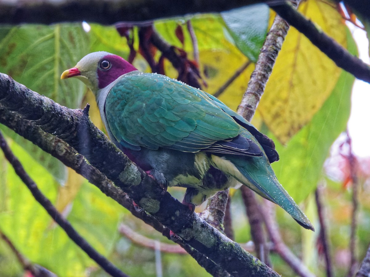 Yellow-breasted Fruit-Dove - ML352585641
