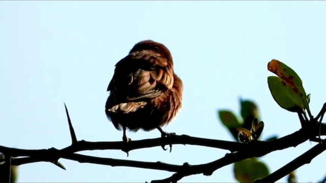 Chestnut Sparrow - ML352587501