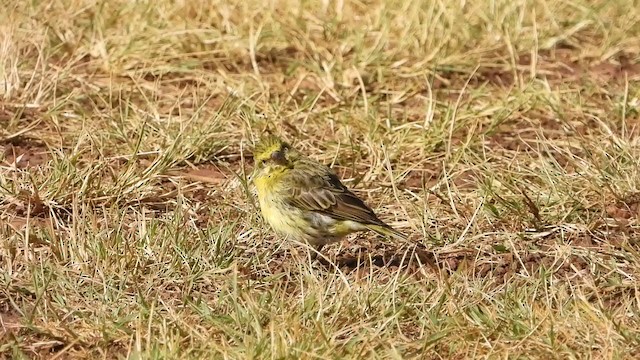 White-bellied Canary - ML352588061