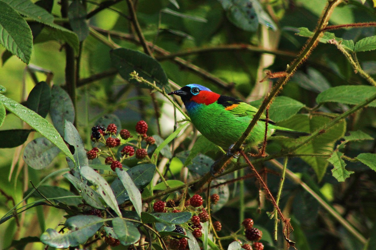 Red-necked Tanager - Rafael Romagna