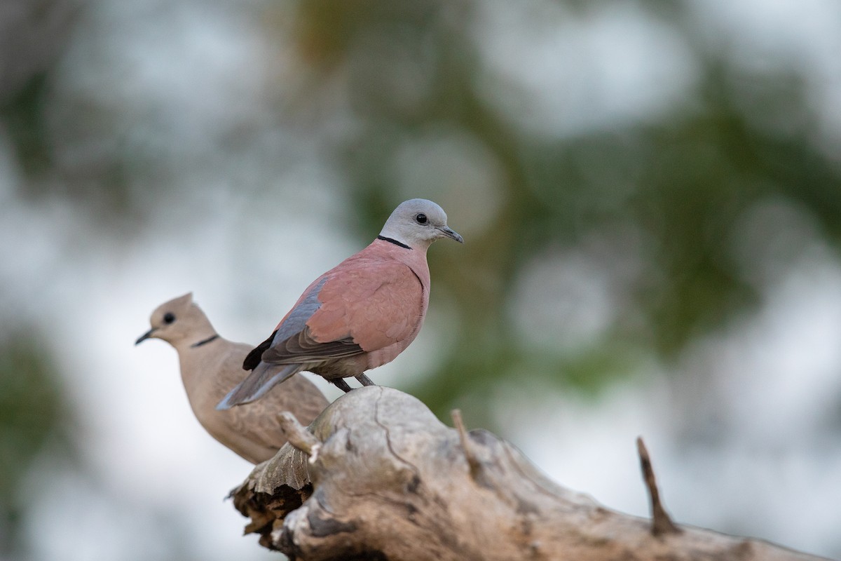 Red Collared-Dove - ML352590291