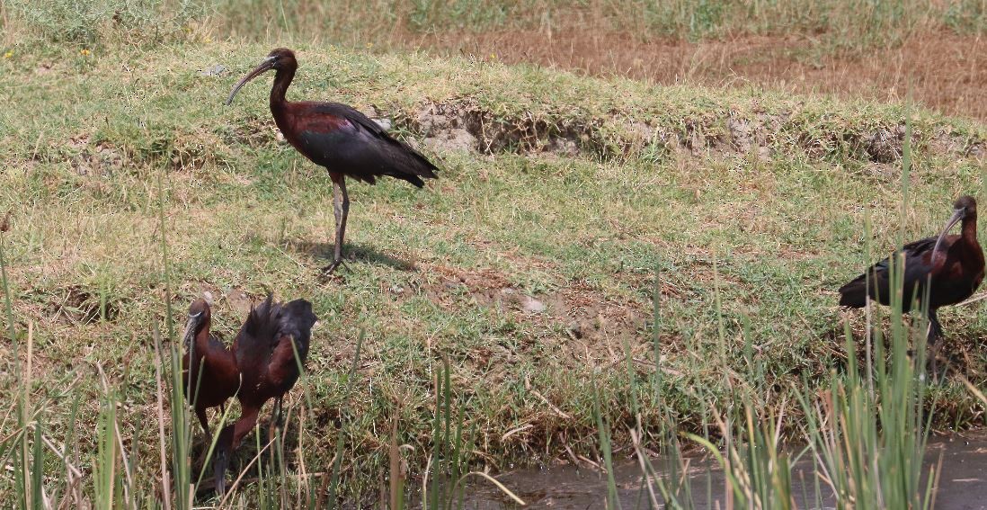 ibis hnědý - ML352594431