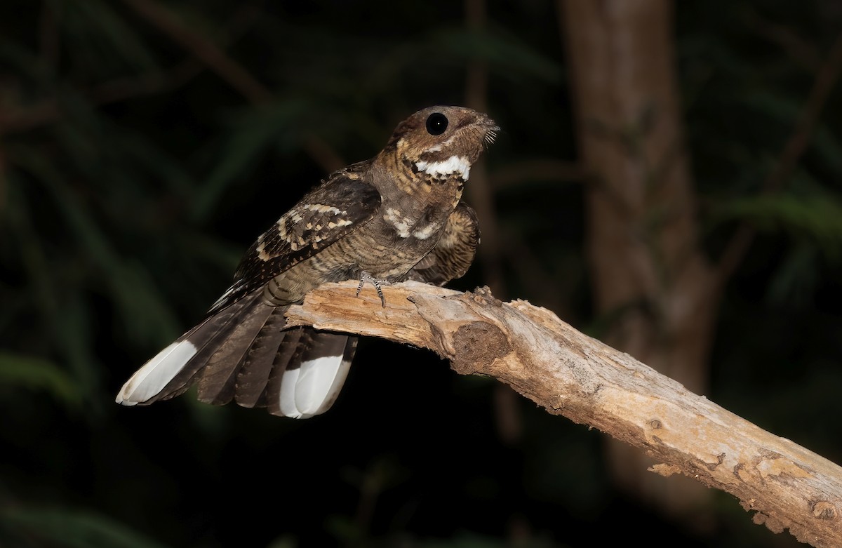 Large-tailed Nightjar - David Ongley