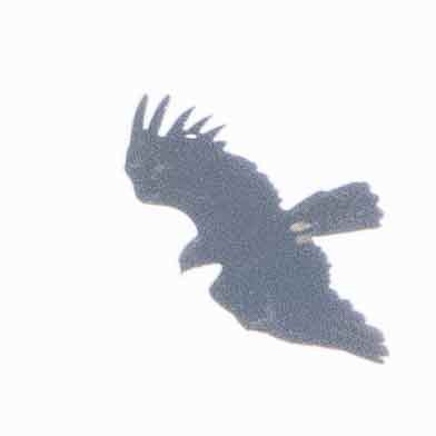 Black Eagle - Poorna Parvathala
