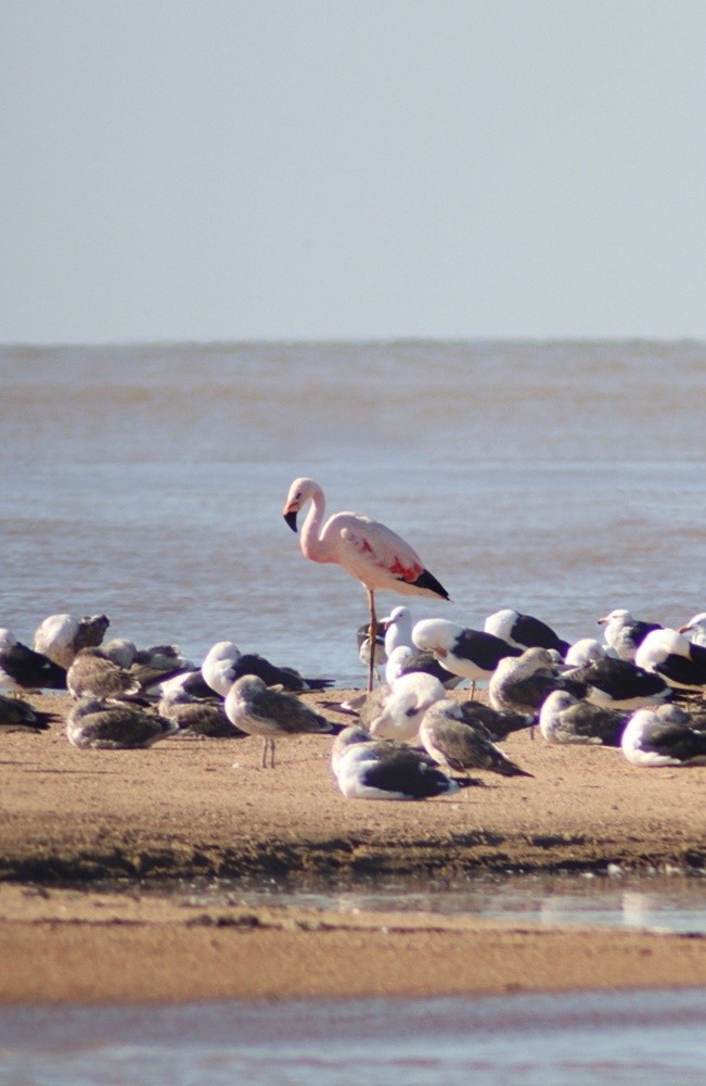 Andean Flamingo - ML352612151